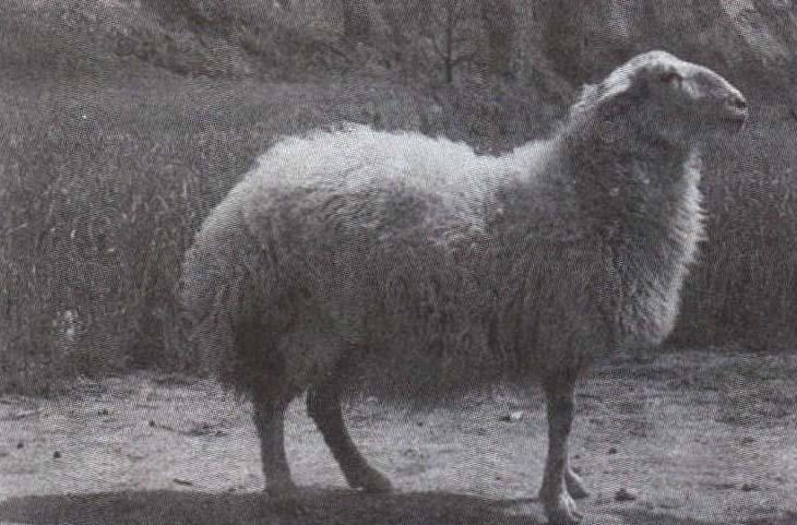 一、绵羊品种